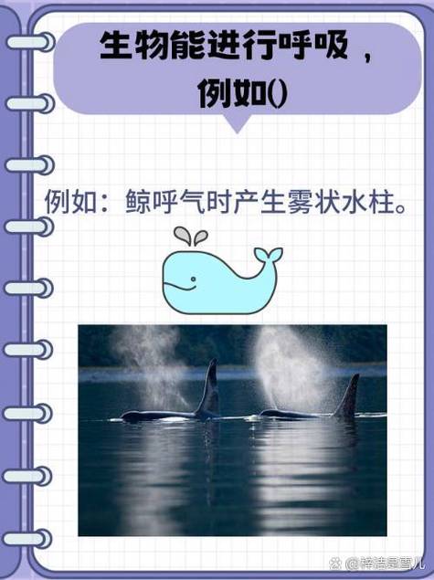 雅思口语如何描述water activity？-图1