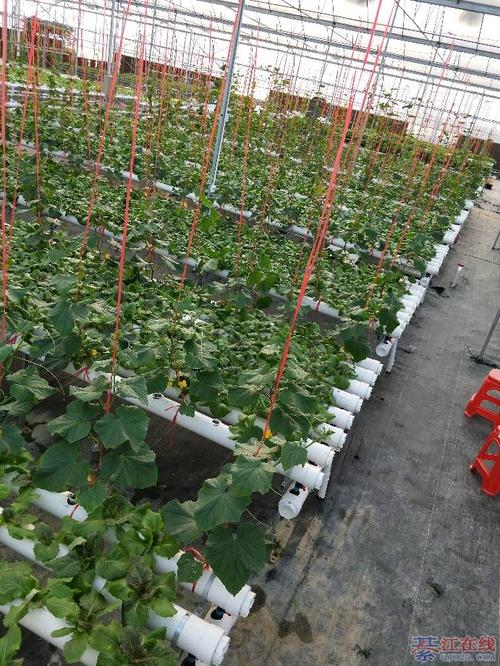 无土栽培招聘，具体岗位要求有哪些？-图2